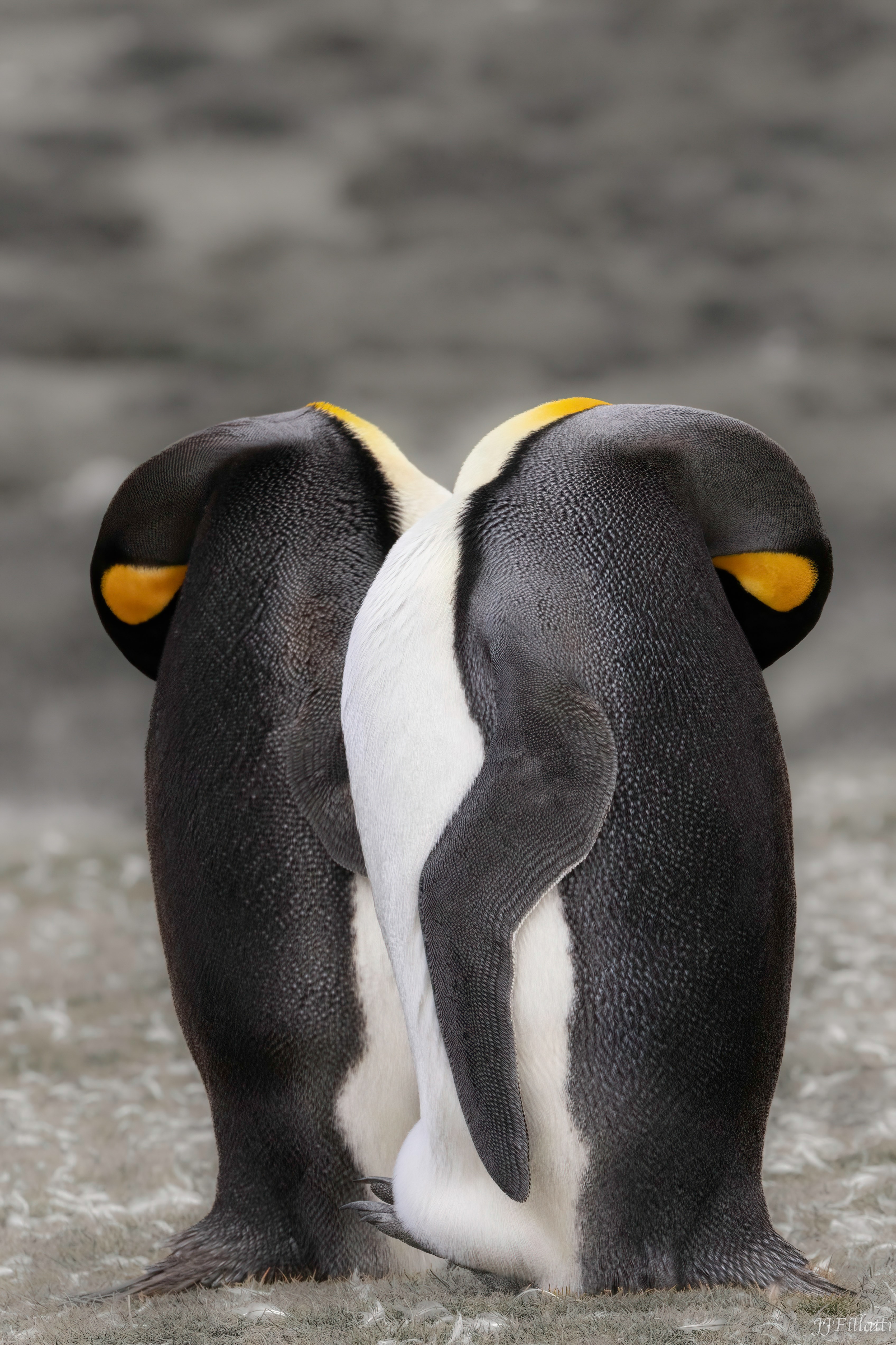 bird of the falklands image 7